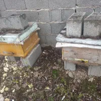 کندو عسل|حیوانات مزرعه|رشت, نخودچر|دیوار