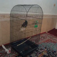 مرغ مینا خیلی خیلی پر حرف و وراج