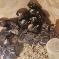 جوجه امروک یه ماهه