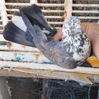 کبوترغریب بلندی