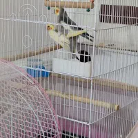 جفت عروس هلندی