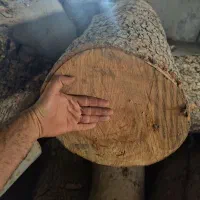 خرید انواع چوب سرپا یا بریده شده|خدمات باغبانی و درختکاری|اقبالیه, |دیوار