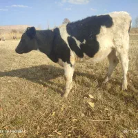 تلیسه مونت هلشتاین|حیوانات مزرعه|هشترود, |دیوار