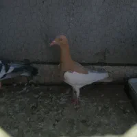 کفتر گرفتنی