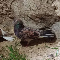 کبوتر تهرانی و سوسنی