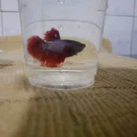 ماهی فایتر هافمون