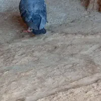 کبوتر