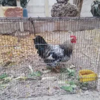 3عدد خروس|پرنده|اصفهان, شهرک کاوه|دیوار