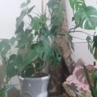 گل طبیعی|گل و گیاه طبیعی|نیشابور, شهرآرا|دیوار