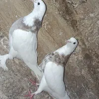 کبوتر|پرنده|اردکان, |دیوار