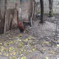 خروس محلی|حیوانات مزرعه|رشت, نخودچر|دیوار