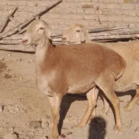 دوعدد میش چینی