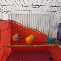 قناری نر پرتقالی|پرنده|هشتگرد, شهرک راه آهن|دیوار