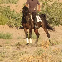 استخدام سوارکار