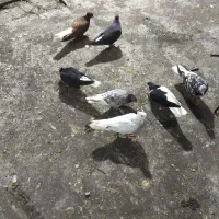 کبوتر دم سفید وچپ سیاه