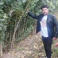 نهال صنوبر راهی مستقیم به دنیای سودهای میلیونی