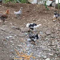 جوجه گلین با خروس محلی 4 ماهه