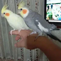 عروس هلندی مولد|پرنده|نورآباد, |دیوار