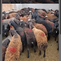 ۱جفت میش وبره پشندی