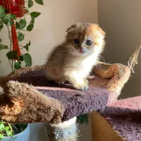 گربه اسکاتیش ماده و بریتیش نر|گربه|پردیس, فاز ۱۱|دیوار