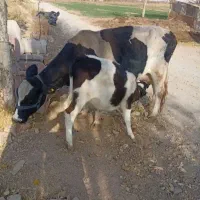 گاو شیری|حیوانات مزرعه|شال, |دیوار