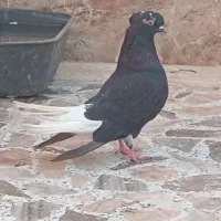 اشعل ماده