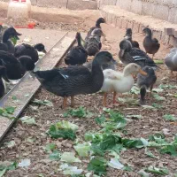 اردک نیمچه محلی