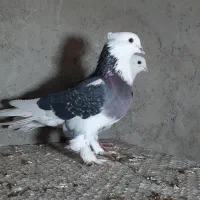 کبوتر کفتر شازده هما ، شازده سیاه ،کله ماستی،قاره|پرنده|نسیم‌شهر, |دیوار