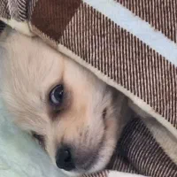 واگذاری شیتزو|سگ|گنبد کاووس, |دیوار