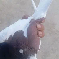 کبوتر شازده