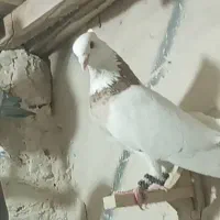 طوقی هفت رنگ