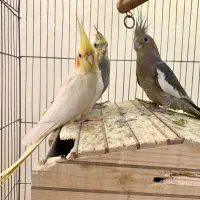 عروس هلندی سینامون و لوتینو