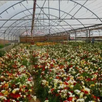 کارگر گلخانه