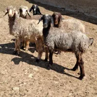 بره|حیوانات مزرعه|شیراز, وحدت|دیوار
