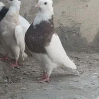 طوقی