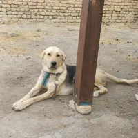 واگذاری سگ پژدر عراقی