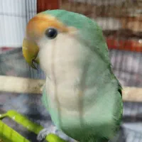 کوتوله برزیلی با قفس و دانه