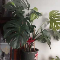 برگ انجیری، اگلونما، نخل مرداب، لیندا، قاشقی|گل و گیاه طبیعی|تهران, وحیدیه|دیوار