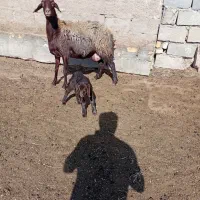 فروش میش با بره