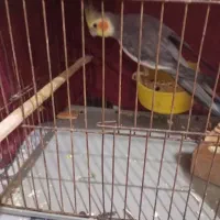 نر، بازیگوش
