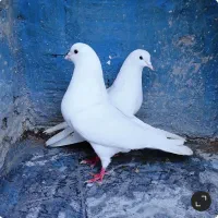 کبوترپرشی دهنجوربشرط پرش بالا ۱۰ساعت بضمانت