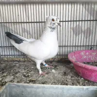 فروش کفتر پرشی