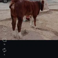 انواع دام اصیل|حیوانات مزرعه|هشتگرد, تهران دشت|دیوار