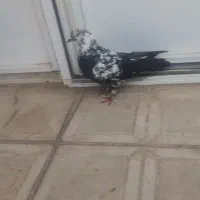 اخ باش ماده صید شده|پرنده|اردبیل, |دیوار