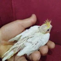 جوجه عروس هلندی