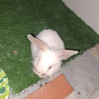 خرگوش لوپ