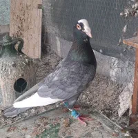 کفتر قره الماسی عتیقه