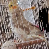 عروس هلندی ماده