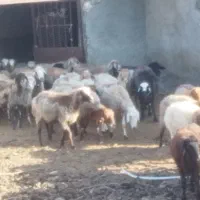 میش گوسفند پرواری و چاق
