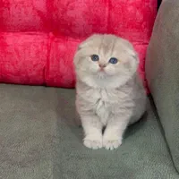 گربه پرشین / بریتیش / اسکاتیش فسقلی|گربه|رشت, دیلمان|دیوار